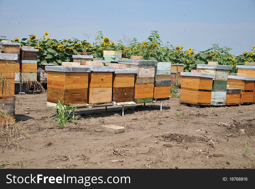 Wooden beehive in sunflowers field