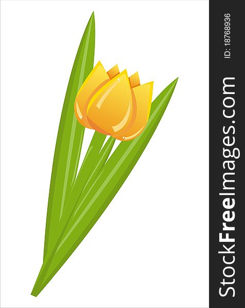 Yellow tulip isolated on white