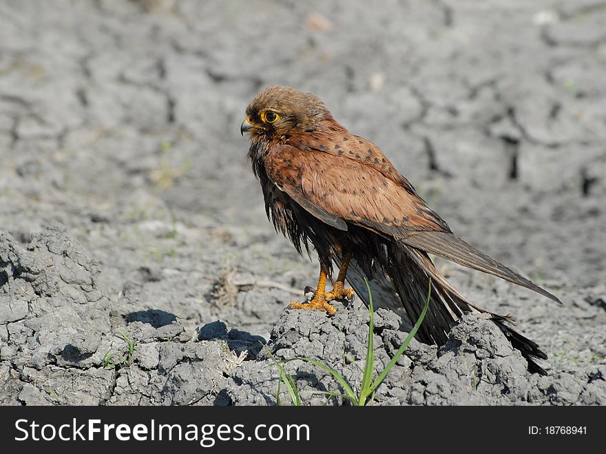 Eagle buzzard. waiting for prey