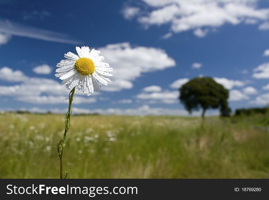 Daisy flower with water drops, countryside. Daisy flower with water drops, countryside