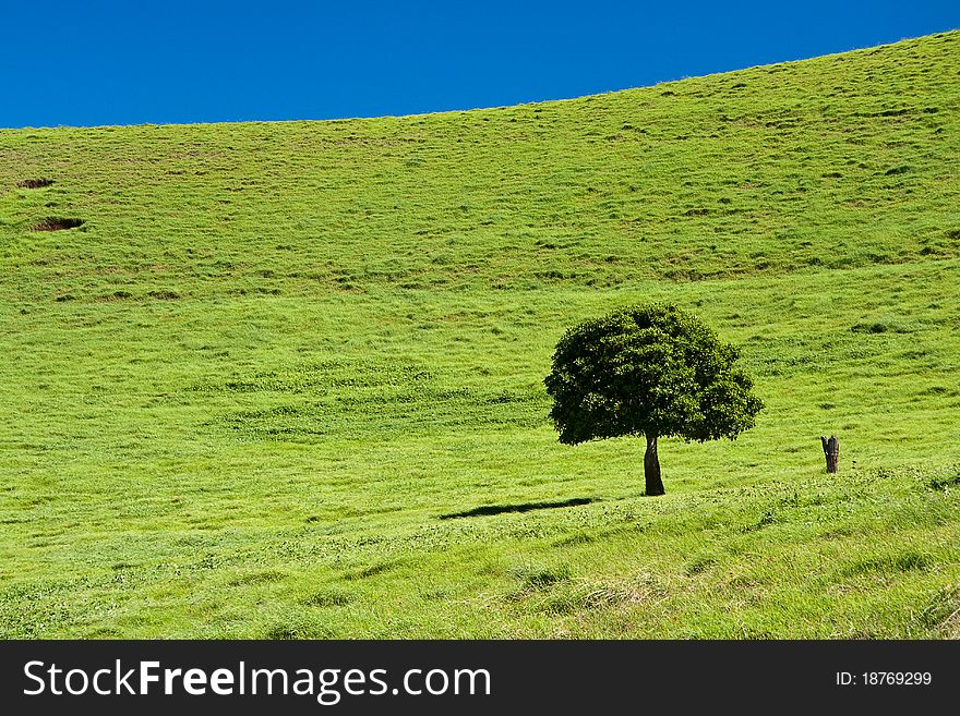 Tree standing in a green field with a blue sky. Tree standing in a green field with a blue sky