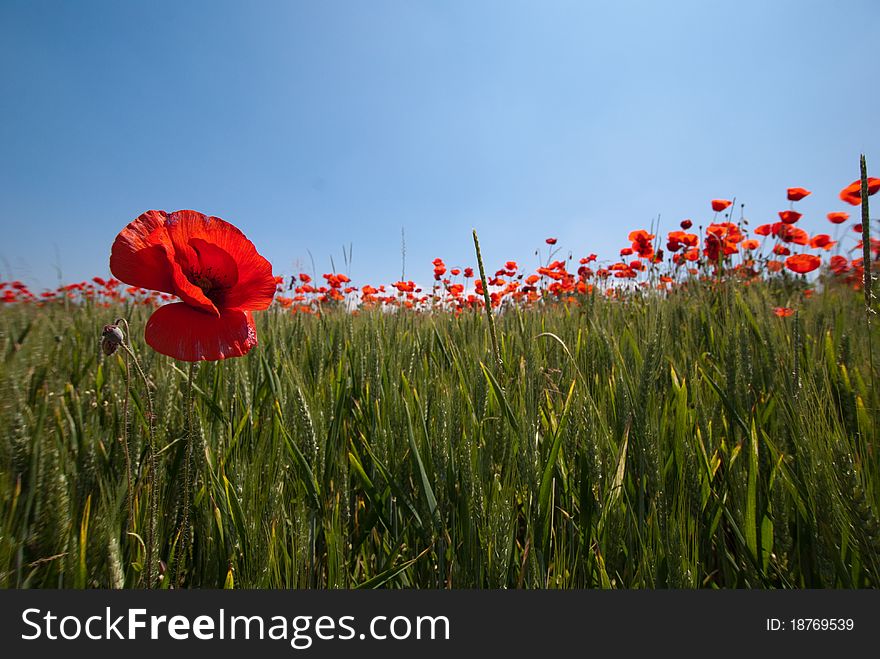 Wheat And Poppies