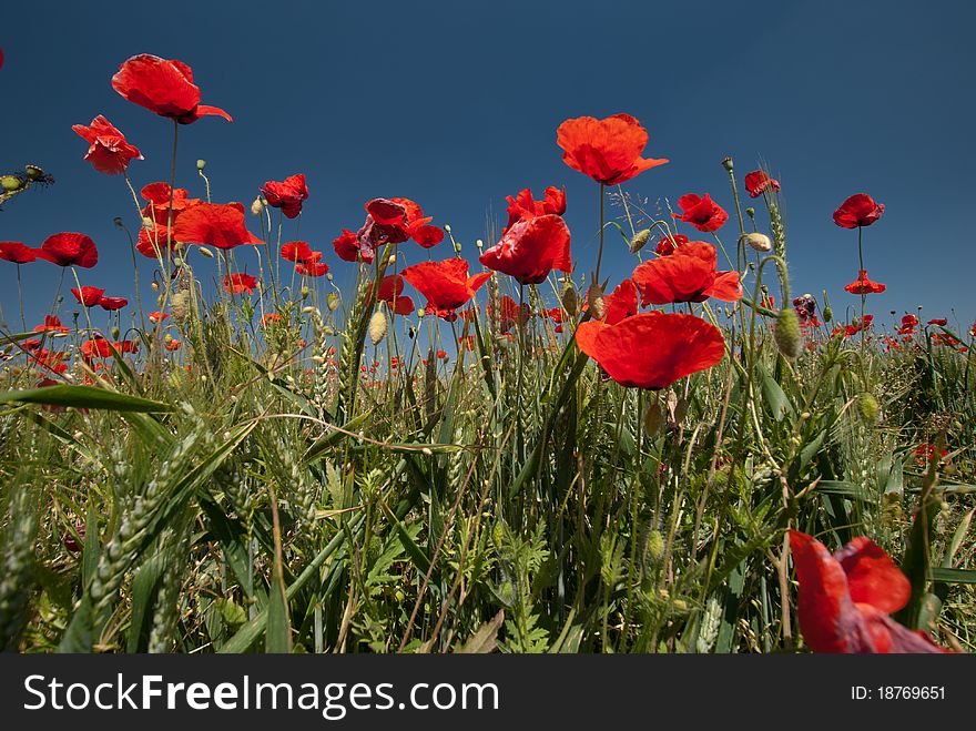 Wheat and Poppies