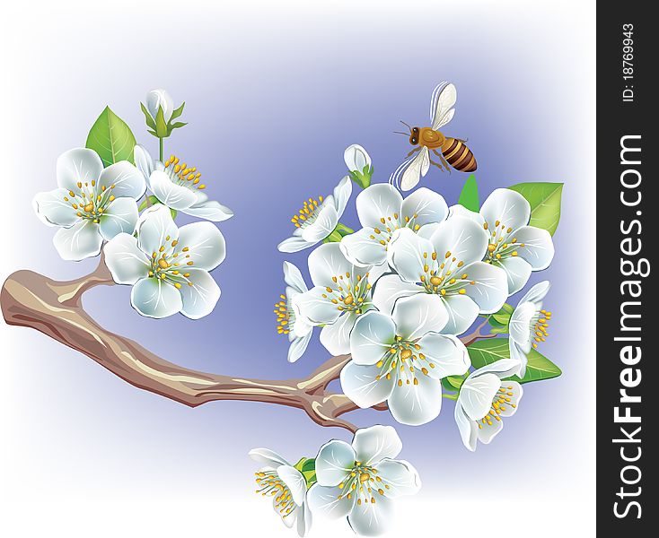 Flowering branch cherries and a Bee