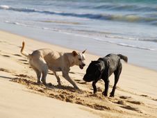 Dogs At Sea Beach Stock Image Dogs At Sea Beach Stock Image