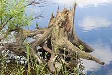 Snag On A River Coast Royalty Free Stock Photos Snag On A River Coast Royalty Free Stock Photos