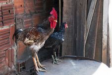 Rooster And Hen Royalty Free Stock Images