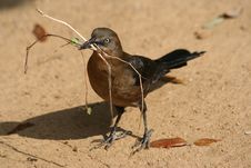 Grackle Stock Image