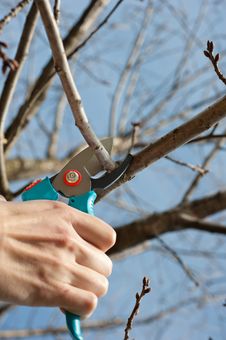 Pruning Stock Photos Pruning Stock Photos