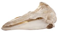 Skull Of Pelican Royalty Free Stock Image Skull Of Pelican Royalty Free Stock Image