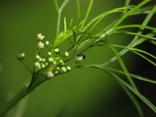 Ant On A Plant Royalty Free Stock Images