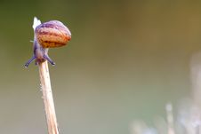Snail Stock Image