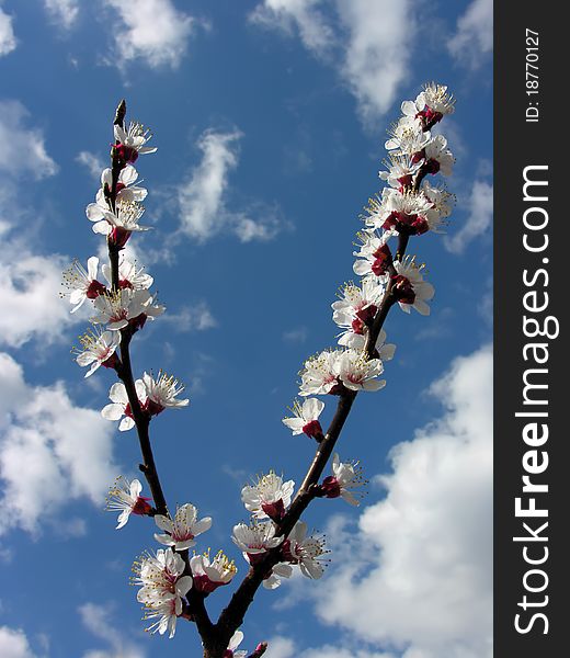 Blooming apricot-tree on sky background. Blooming apricot-tree on sky background