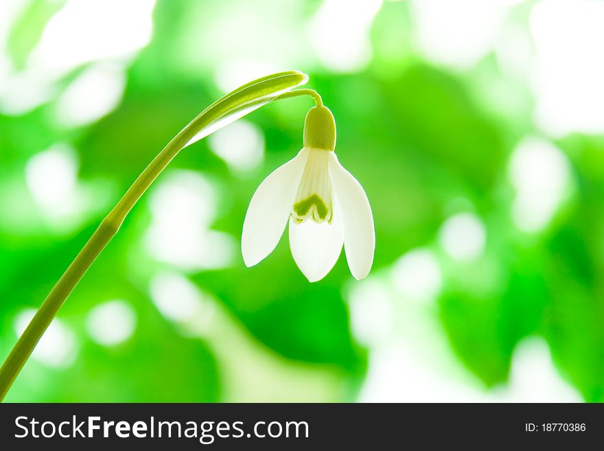 Snowdrop (Galanthus Nivalis) on natural background