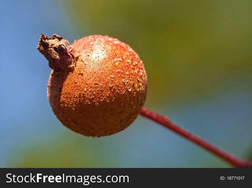 Small Dried Apple