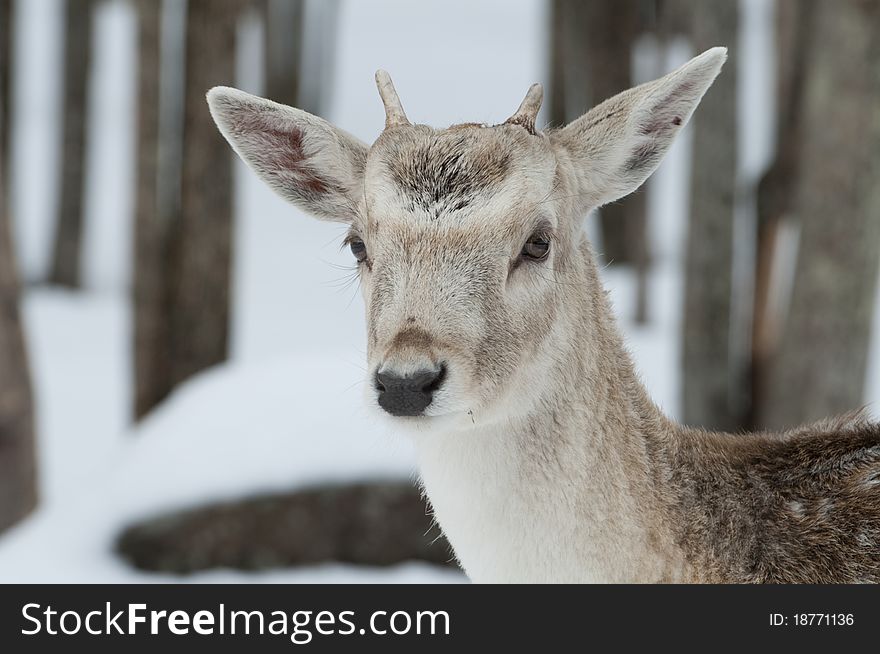 Young fallow deer buck in with snow and tree background. Young fallow deer buck in with snow and tree background