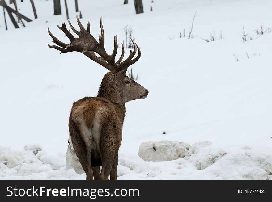 Red deer stag standing in the snow. Red deer stag standing in the snow