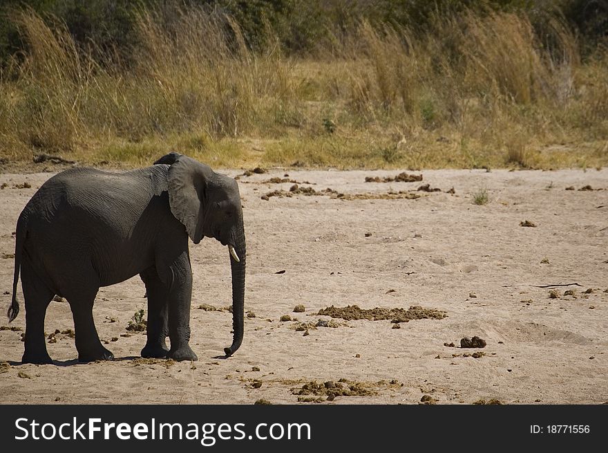 Lonely elephant calf in savana. Lonely elephant calf in savana