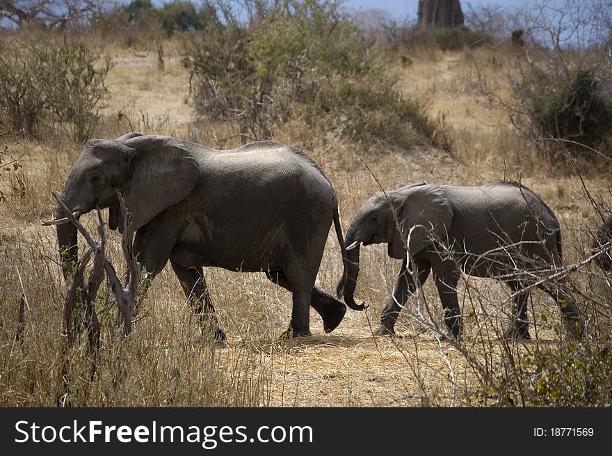 Couple of elephants walking in savana. Couple of elephants walking in savana