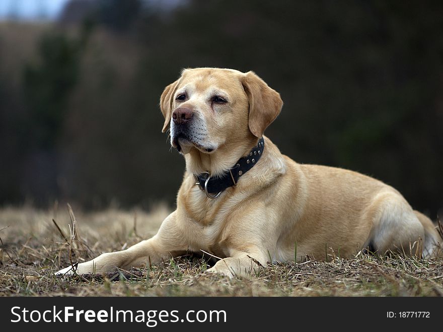 Portrait of gold labrador retriever. Portrait of gold labrador retriever