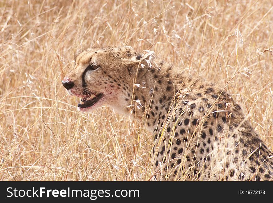 Cheetah in the grass