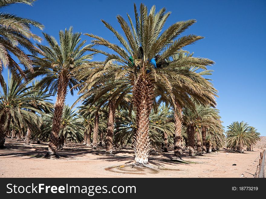 Date palm farm