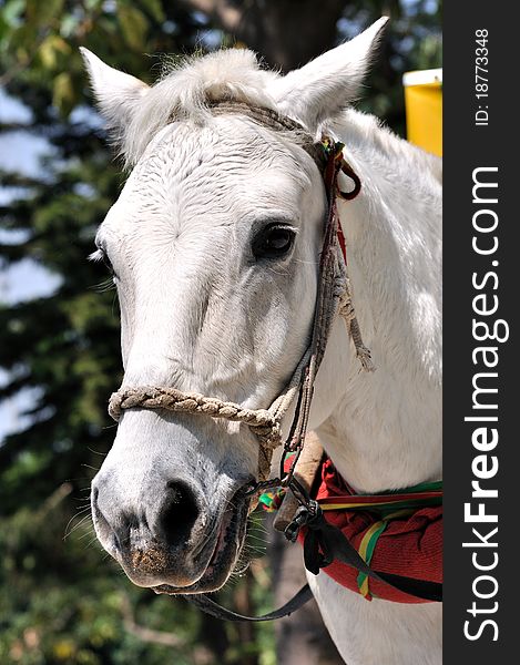 A white farm working horse with harness. A white farm working horse with harness.