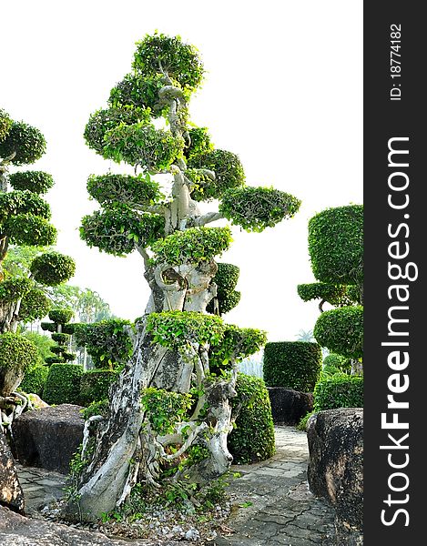 Topiary work plant in garden