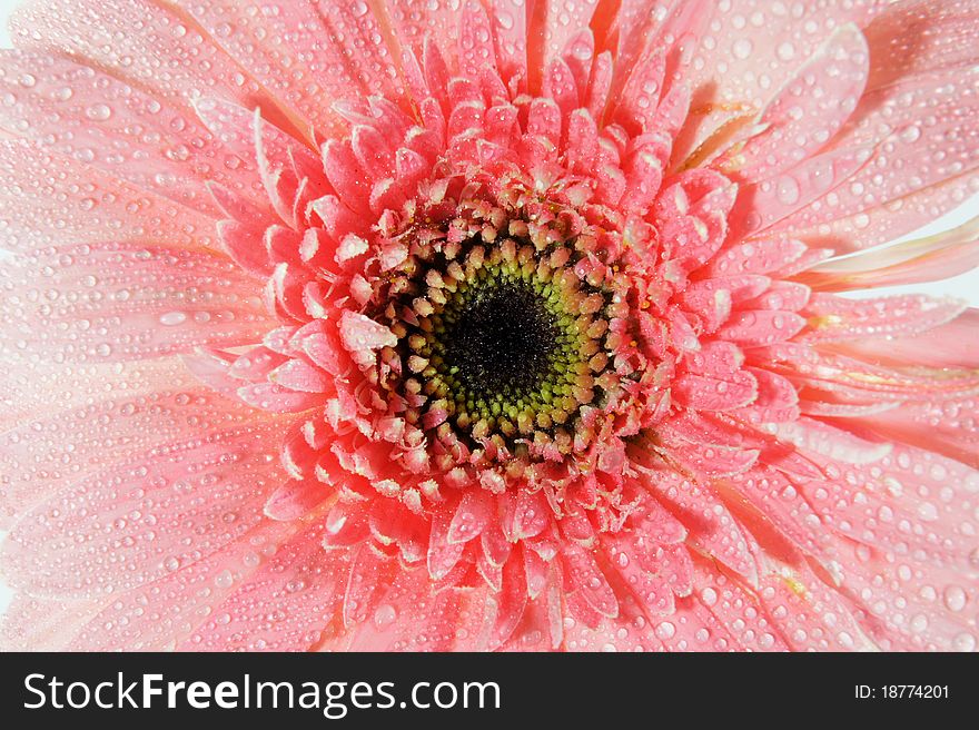 Close-up of a flower with water drops