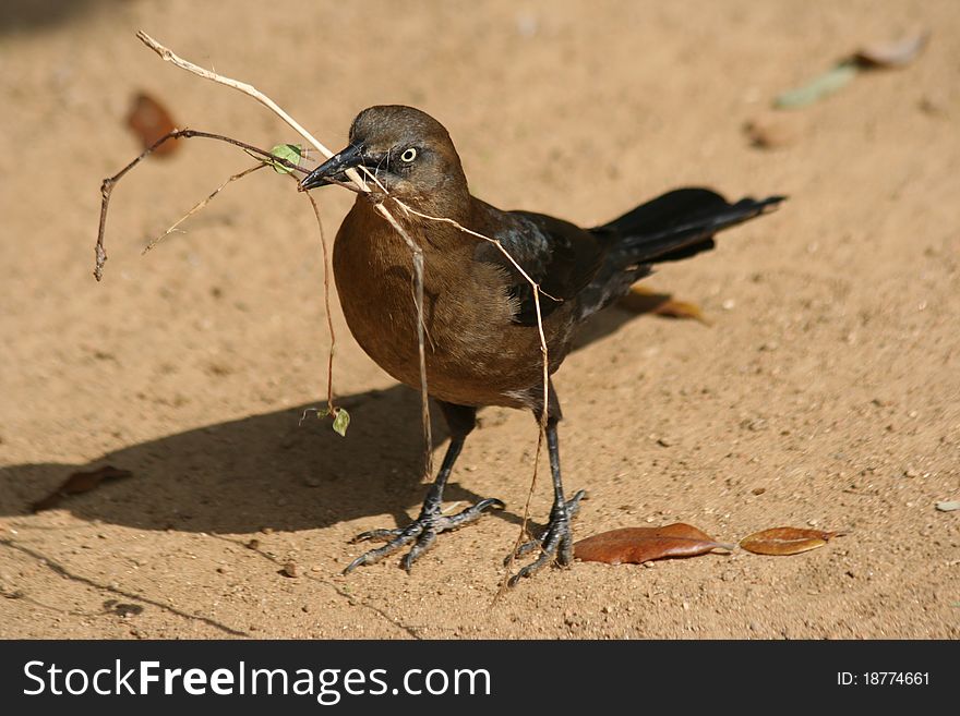 A grackle collecting nesting material.