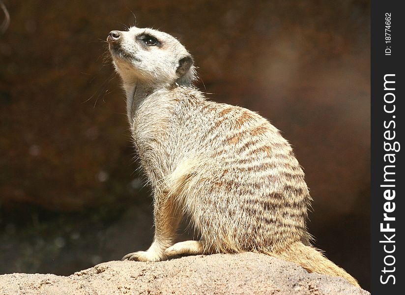 An alert meerkat keeping guard over his gang.