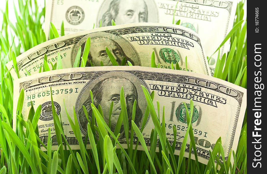 Dollars in the green grass