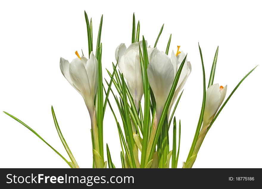 White crocus flower in the spring isolated on white background. Clipping path included. White crocus flower in the spring isolated on white background. Clipping path included.