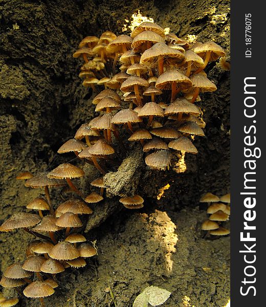 Brown mushrooms in a shady part of the forest