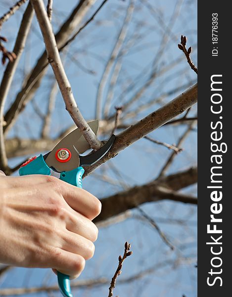 Cutting tree with a pruning shears