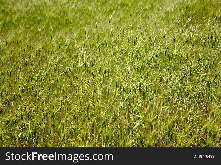 Goat grass meadow in spring time