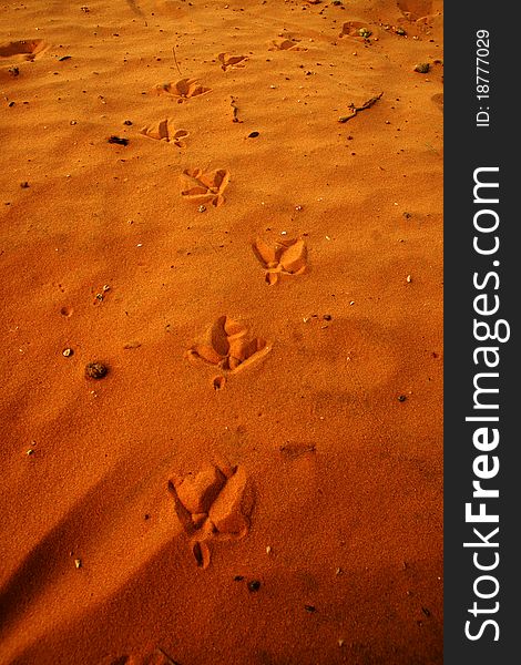 Chicken footprint