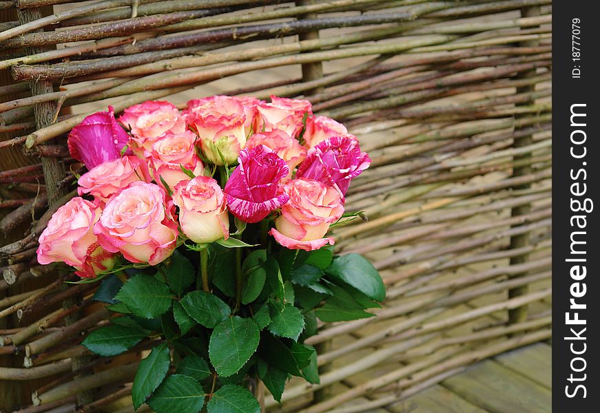 Luxurious bouquet of roses against a background of woven fence. Luxurious bouquet of roses against a background of woven fence