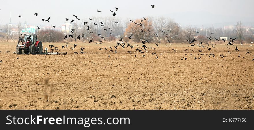 Tractor sown in the field with ravens