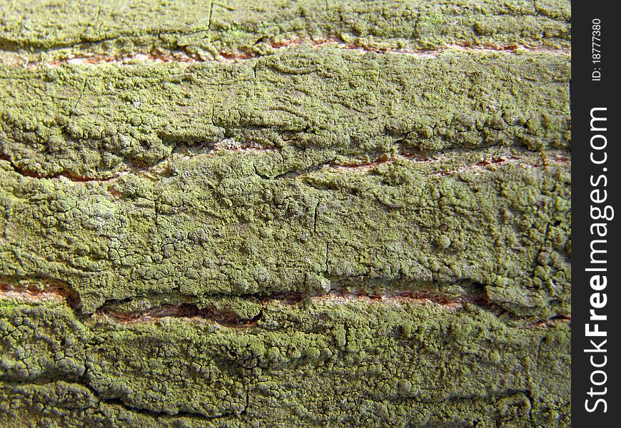 Tree bark texture with green lichen macro. Tree bark texture with green lichen macro