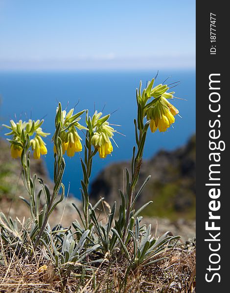 Yellow flowers near of the sea