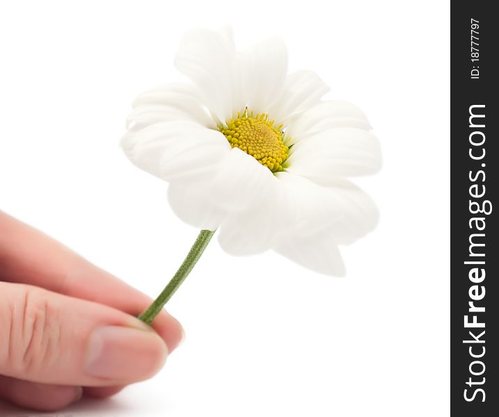 White daisy on a white background
