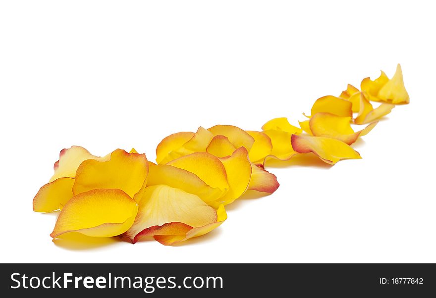 Yellow rose petals on white background