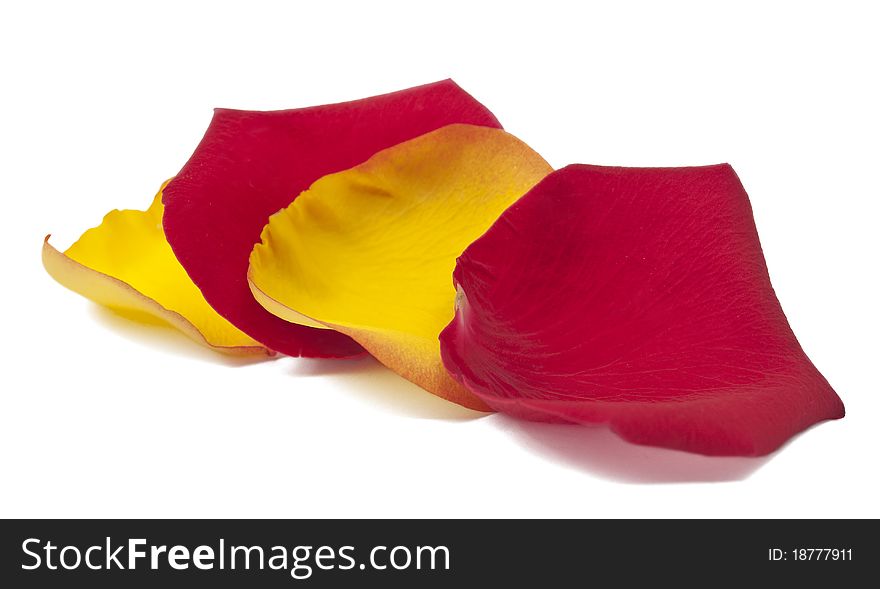 Yellow, red rose petals on white background