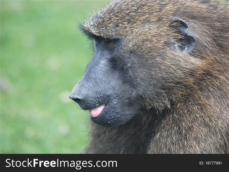 A portrait of a cheeky baboon sticking it's tongue out. A portrait of a cheeky baboon sticking it's tongue out