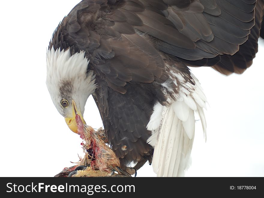 A portrait of a bald eagle eating it's prey