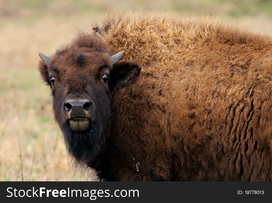 A female bison portrait at the field