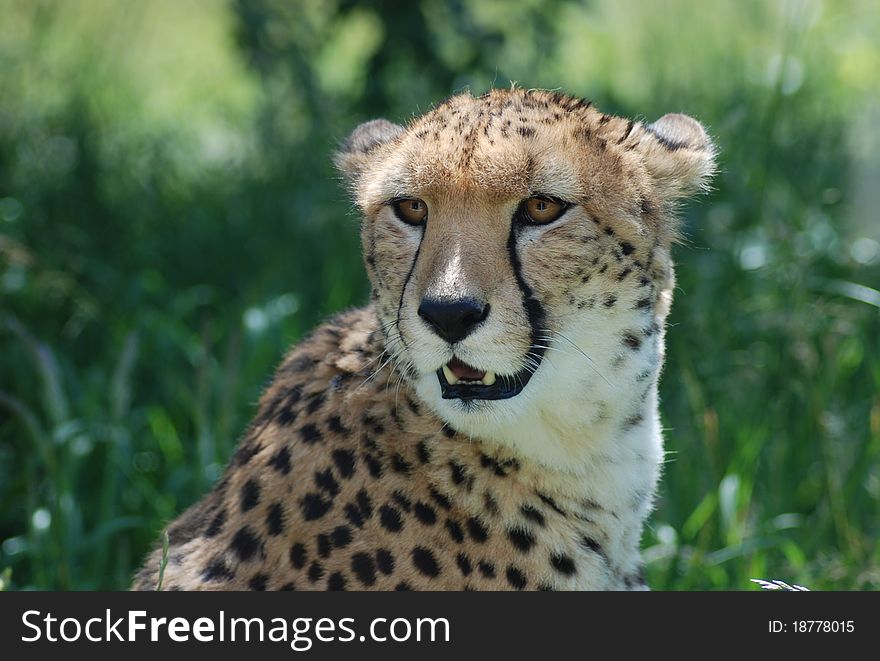 A portrait of a cheetah