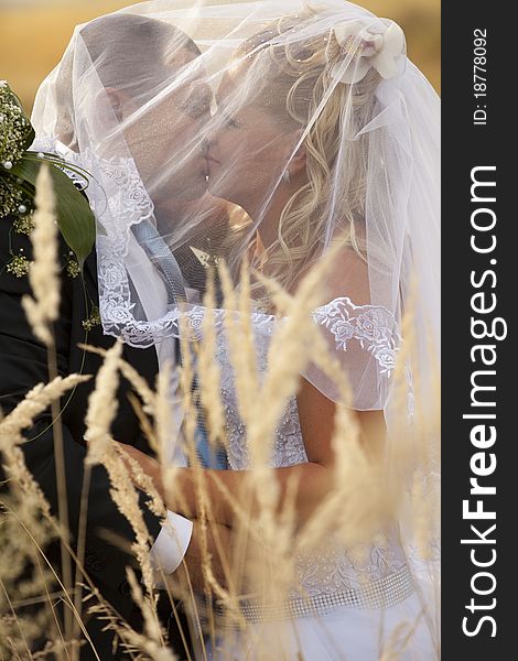 Wedding couple covered by veil embracing in eared field. Wedding couple covered by veil embracing in eared field