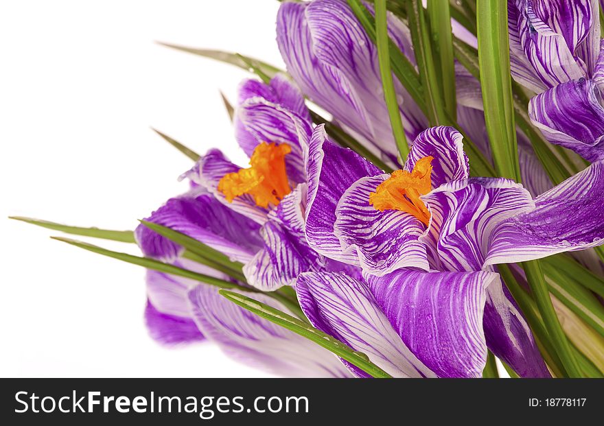 Close-up of lilac spring crocus over white backgraund